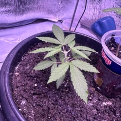Skunk333 - semana 3 - Dia 21 - Poda top
