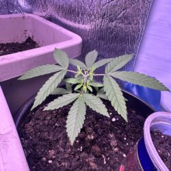 Skunk333 - sem 4 - Dia 25