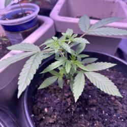 Skunk333 - semana 4 - Dia 27