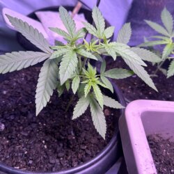 Skunk333 - sem 5 - Dia 29