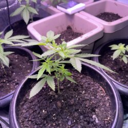 Skunk333 - semana 5 - Dia 29