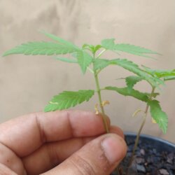 Primeiro Cultivo (Rabanopolea) - sem 6 - 