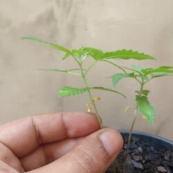 Primeiro Cultivo (Rabanopolea) - semana 6 - 