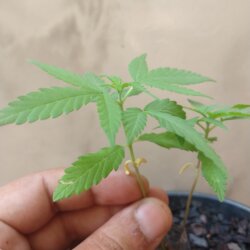 Primeiro Cultivo (Rabanopolea) - semana 6 - 