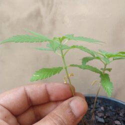 Primeiro Cultivo (Rabanopolea) - semana 6 - 