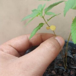 Primeiro Cultivo (Rabanopolea) - semana 6 - 
