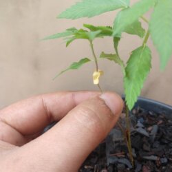 Primeiro Cultivo (Rabanopolea) - semana 6 - 