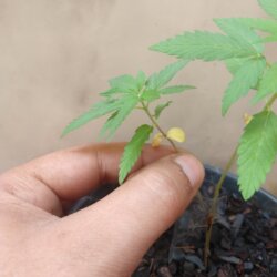 Primeiro Cultivo (Rabanopolea) - semana 6 - 