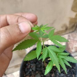 Primeiro Cultivo (Rabanopolea) - semana 6 - 
