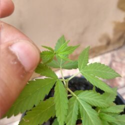 Primeiro Cultivo (Rabanopolea) - semana 6 - 