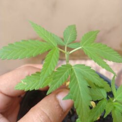 Primeiro Cultivo (Rabanopolea) - semana 6 - 