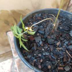 Primeiro Cultivo (Rabanopolea) - semana 6 - 