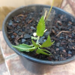 Primeiro Cultivo (Rabanopolea) - semana 6 - 