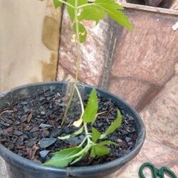 Primeiro Cultivo (Rabanopolea) - semana 6 - 