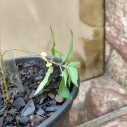 Primeiro Cultivo (Rabanopolea) - semana 6 - 