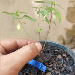 Primeiro Cultivo (Rabanopolea) - semana 6 - 