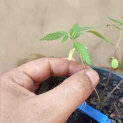 Primeiro Cultivo (Rabanopolea) - semana 6 - 