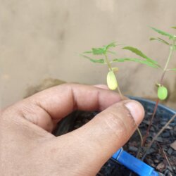 Primeiro Cultivo (Rabanopolea) - semana 6 - 
