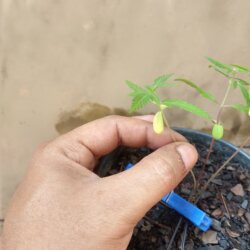 Primeiro Cultivo (Rabanopolea) - semana 6 - 