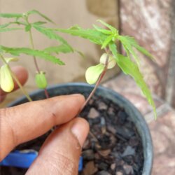 Primeiro Cultivo (Rabanopolea) - semana 6 - 