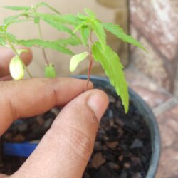 Primeiro Cultivo (Rabanopolea) - semana 6 - 