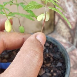 Primeiro Cultivo (Rabanopolea) - semana 6 - 