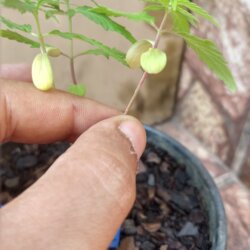 Primeiro Cultivo (Rabanopolea) - semana 6 - 