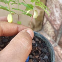 Primeiro Cultivo (Rabanopolea) - semana 6 - 