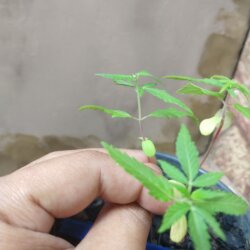 Primeiro Cultivo (Rabanopolea) - semana 6 - 