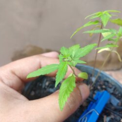 Primeiro Cultivo (Rabanopolea) - semana 6 - 