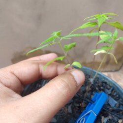 Primeiro Cultivo (Rabanopolea) - semana 6 - 