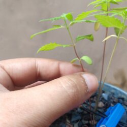 Primeiro Cultivo (Rabanopolea) - semana 6 - 