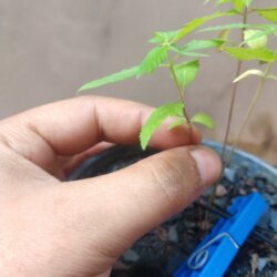 Primeiro Cultivo (Rabanopolea) - semana 6 - 
