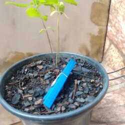 Primeiro Cultivo (Rabanopolea) - semana 6 - 