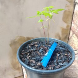 Primeiro Cultivo (Rabanopolea) - semana 6 - 