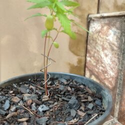 Primeiro Cultivo (Rabanopolea) - semana 6 - 