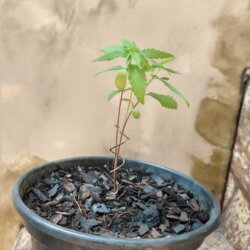 Primeiro Cultivo (Rabanopolea) - semana 6 - 