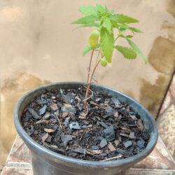 Primeiro Cultivo (Rabanopolea) - semana 6 - 
