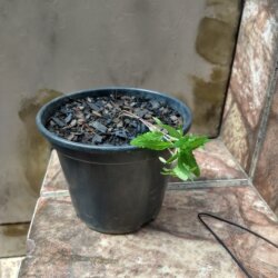 Primeiro Cultivo (Rabanopolea) - semana 6 - 