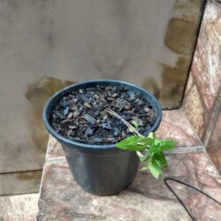 Primeiro Cultivo (Rabanopolea) - semana 6 - 
