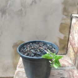 Primeiro Cultivo (Rabanopolea) - semana 6 - 