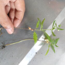 Primeiro Cultivo (Rabanopolea) - semana 7 - 