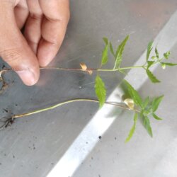 Primeiro Cultivo (Rabanopolea) - semana 7 - 