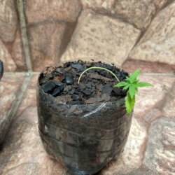 Primeiro Cultivo (Rabanopolea) - semana 7 - 