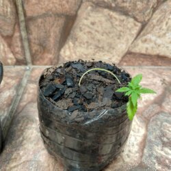 Primeiro Cultivo (Rabanopolea) - semana 7 - 