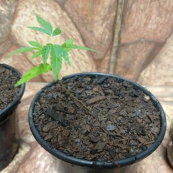 Primeiro Cultivo (Rabanopolea) - semana 7 - 