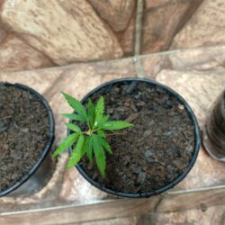 Primeiro Cultivo (Rabanopolea) - semana 7 - 