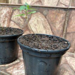 Primeiro Cultivo (Rabanopolea) - semana 7 - 