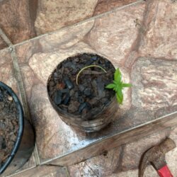 Primeiro Cultivo (Rabanopolea) - semana 7 - 