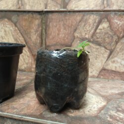 Primeiro Cultivo (Rabanopolea) - semana 7 - 